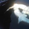 two smallish white sharks head to tail, murky under the water