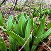 Ramps growing in the woods off a highway.