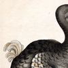 an illustration of a dodo bird