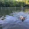 Dog swims at the Dog Beach in Prospect Park