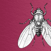 black and white drawing of an aerial view of a fruit fly with wings spread against a wine-colored and paper-textured background