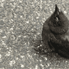 a closeup of a small black bird on the ground with white crustiness around its eyes