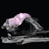 a scan of a bird skull that reveals a pink 3d shape of its brain