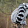 lemur sitting on a branch with its tail wrapped around itself, looking at camera with wide eyes