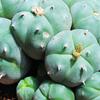 A cluster of bulbous green mescaline peyote cacti in Mexico