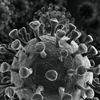 close up black and white 3D rendering of virus particles