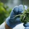 Hemp plant held up by researcher.