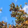 dozens of monarch butterlies fly among trees with a blue sky, partly cloudy, background