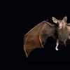 a vampire bat flying towards the camera, its wings spread