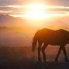 A free-ranging wild horse crosses the range Friday, May 13, 2022, as the sun sets near U.S. Army Dugway Proving Ground, Utah.