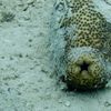 a sea cucumber on the sea floor, at the center of the frame is its star-shaped anus