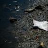 A dirty, muddy shore. Center-frame a bright white sting ray lies upside down, wings and belly to the sky.