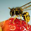 A black and white wasp with a hairy torso and thin wings is perched atop a red strawberry.