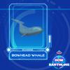 Flip and Mozi's Guide to How to be an Earthling Bowhead Whale