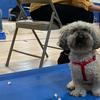 Cypress is the comfort dog at PS 81 in Ridgewood, Queens.
