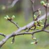 A closeup of a woody tree branch with soft green leaf buds at the tip of each branch