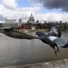 Pigeon in takeoff, wings spread is in the foreground of a brown river Thames