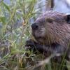 A beaver sitting in tall grass. 