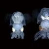 Two tiny bobtail squid that look see-through in radiology imaging. 