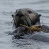 a cute brown sea otter floating in the ocean on its back holding kelp in its paws