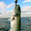 Bluefish