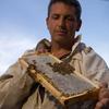Beekeeper Andrew Coté