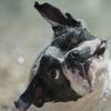 How To Sniff Like A Dog