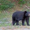 New Jersey Bear Hunt
