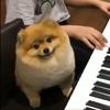 This Piano-Playing Pomeranian Is So Happy, You Will Be Too