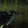 'River of Grass' explores the Everglades