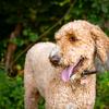 Photo Gallery: WQXR Celebrates International Dog Day With Your Photo Submissions