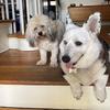 More Dogs of WQXR: International Dog Day Photo Gallery Part II