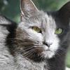 Photo Gallery: WQXR Celebrates International Cat Day With Your Photo Submissions