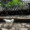 Why More City Dwellers Are Raising Chickens