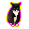 Bodega Cats In Their Own Words