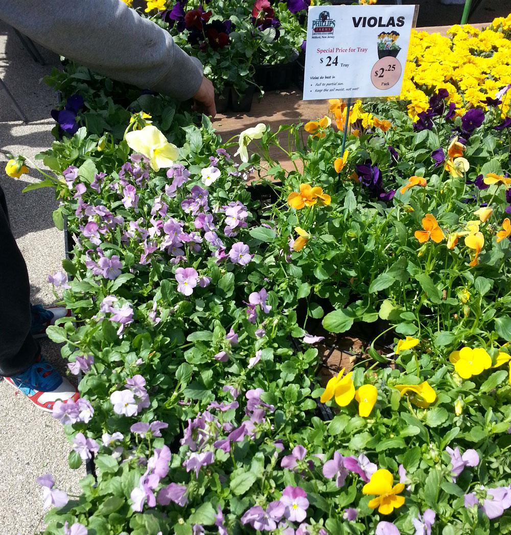 Last Chance Foods Flowers You Can Eat WNYC New York Public Radio