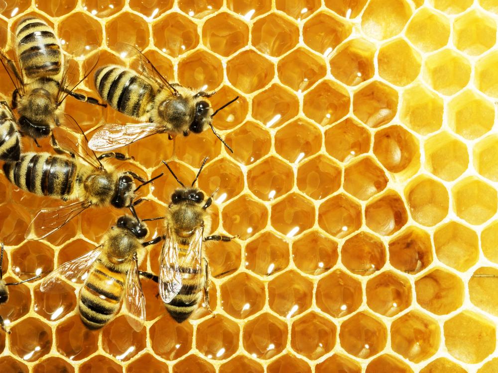 Retro Report The Mystery Of Colony Collapse Disorder The Takeaway 