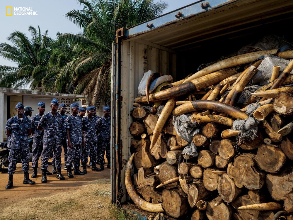 Tracking Illegal Ivory Using GPS The Leonard Lopate Show WNYC   Tracking Ivory MM8386 Ngm 0915 005 