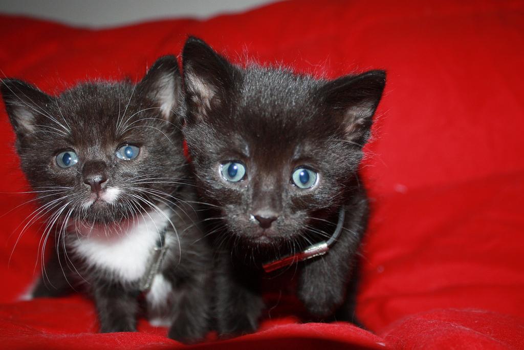 Who Doesn T Want Their Own Black Panther In Kitty Form Wnyc News Wnyc