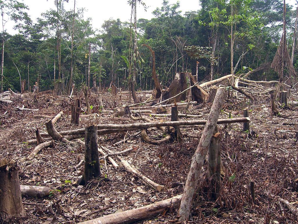 In Colombia, Deforestation Grows as FARC Leaves The Amazon Rain Forest ...