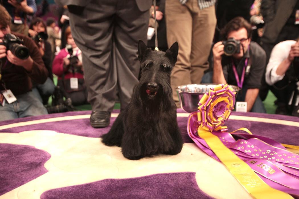 Sadie the Scottish Terrier Wins Westminster Dog Show The Takeaway WQXR(01)