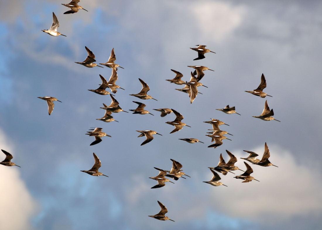 Жизнь мигрирующих птиц
