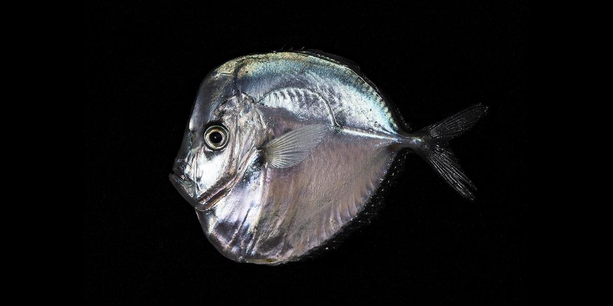 Meet The Freaky 'Twilight Zone' Sea Creatures Eating Our Carbon Emissions |  WNYC News | WNYC