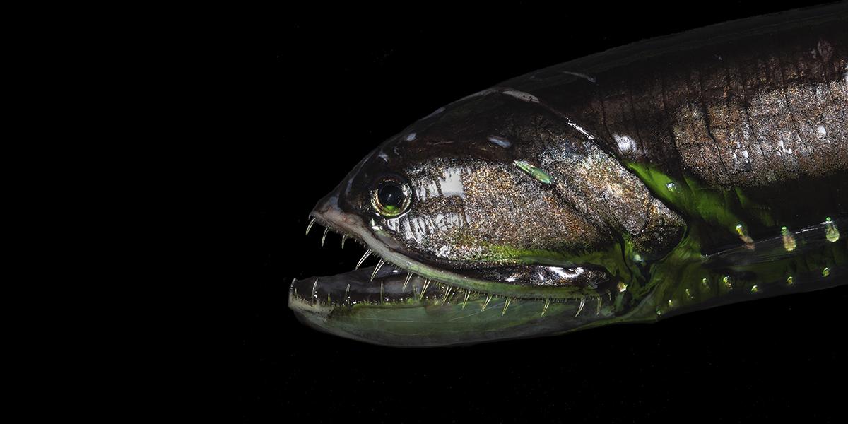 Meet The Freaky 'Twilight Zone' Sea Creatures Eating Our Carbon Emissions |  WNYC News | WNYC