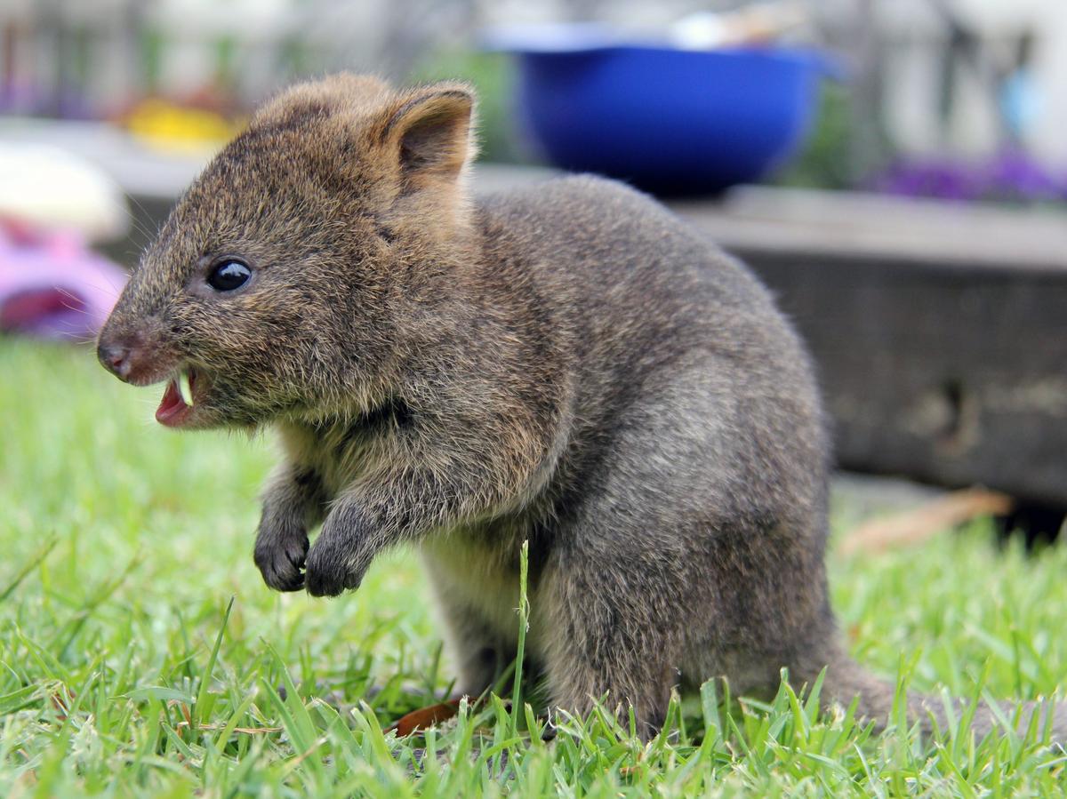 necoページquokka 390225662