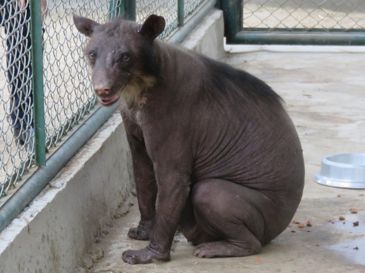 Cholita, An Abused Bear In Peru, Gets A New Home In Colorado | All Things  Considered | WNYC