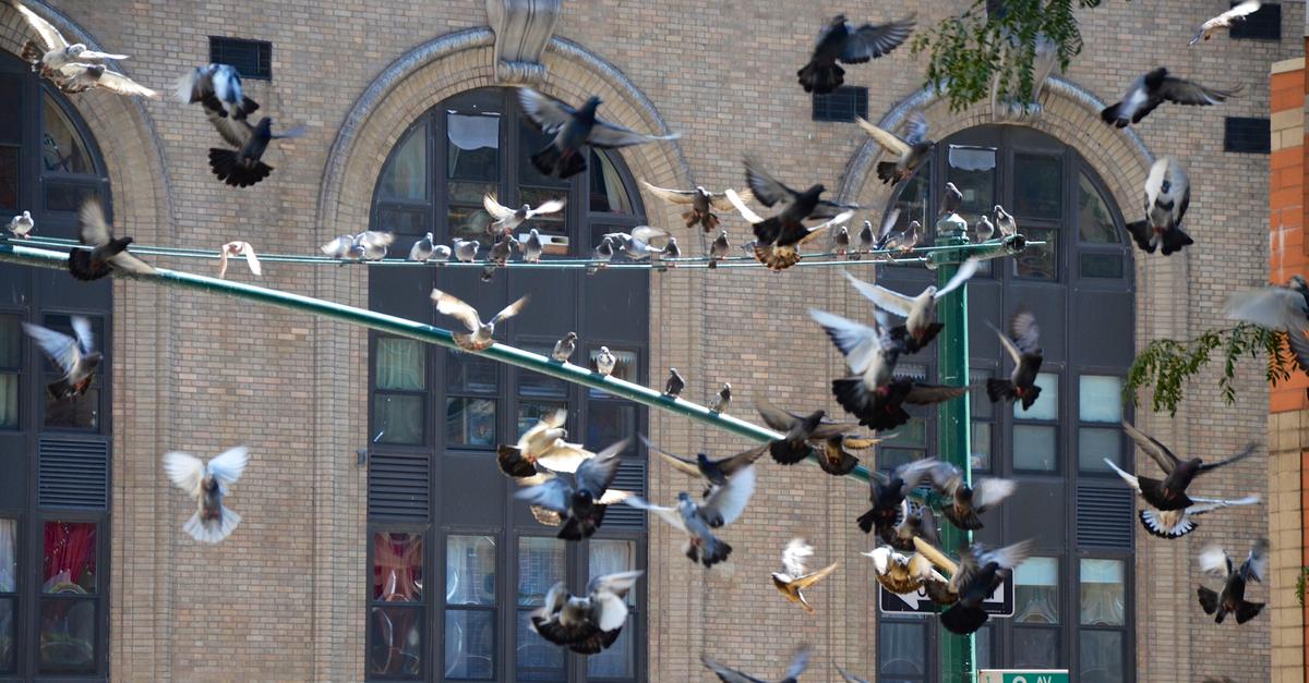 Why You Should Nyc Pigeons Wnyc News Wnyc