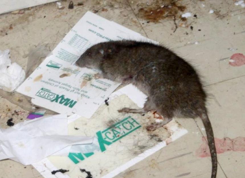 Investigation Finds 'Unsafe and Unhealthy' Conditions in City's