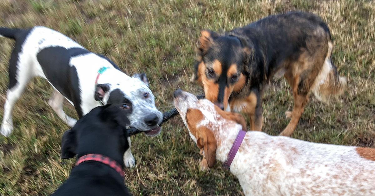 Is Dog Catcher An Elected Position