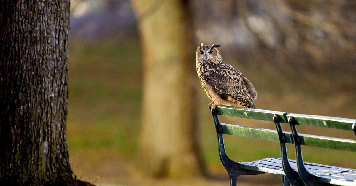 Flaco the Owl is a New York City success story | WNYC News | WNYC